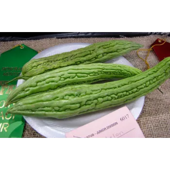 Natural Bitter Gourd